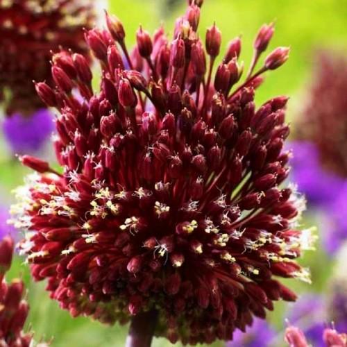 Лук декоративный Red Mohican 3 шт. - фото 3
