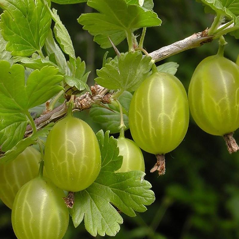 Саженцы крыжовника Орфей средний/великоплодный/транспортабельный (1729317549) Саженцы крыжовника Орфей средний/великоплодный/транспортабельный (1729317549)