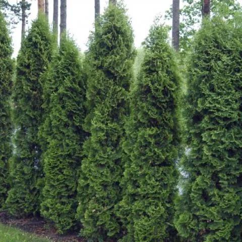 Саженец туи западной Thuja occidentalis Holmstrup Р9 (1106775357) - фото 2 Саженец туи западной Thuja occidentalis Holmstrup Р9 (1106775357) - фото 2