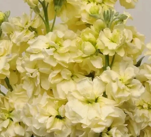 Семена цветов Левкой поле срез COLUMN MIRACLE YELLOW PanAmerican 5000 шт. (BN01552)