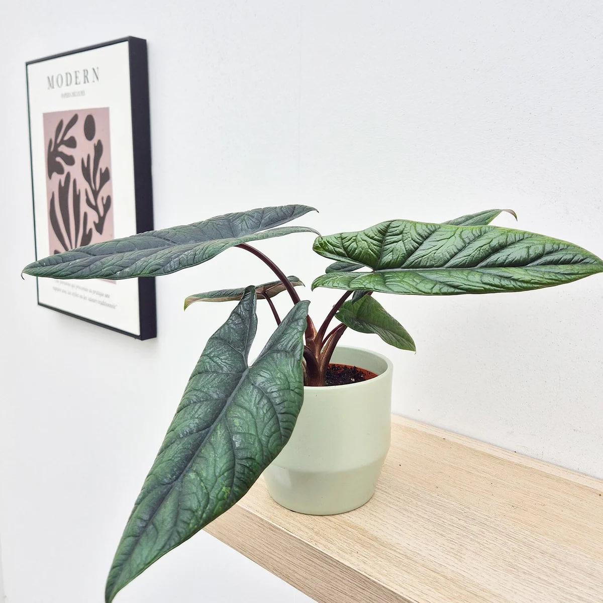 Алоказия Скальпрум (28446825) - фото 2 Алоказия Скальпрум (28446825) - фото 2