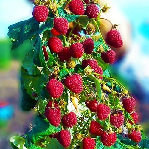 Сажанец Малиновое дерево Столешник (37041)