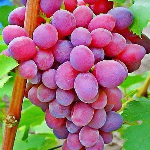 Сажанец Виноград Подарок Ирине раннеспелый крупноплодный (36277)