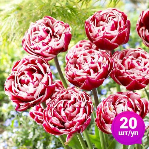 Тюльпан Florium Drumline 20 шт. (18889) - фото 2 Тюльпан Florium Drumline 20 шт. (18889) - фото 2