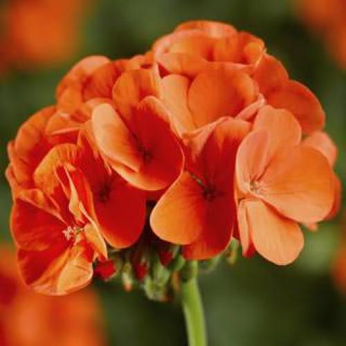 Семена цветов Syngenta Пеларгония Pinto Premium Orange 250 шт. (BN07228-2)