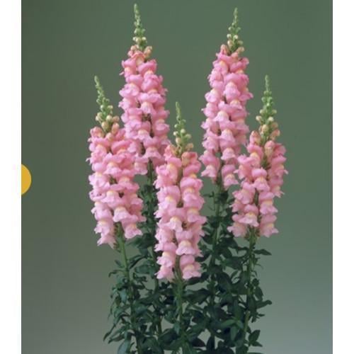 Семена цветов Takii seed Львиный зев Legend F1 Pink 100 шт. (BN08682-3)