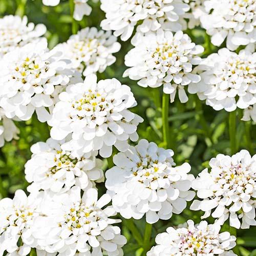 Иберис Florium Appen-Etz (3807)