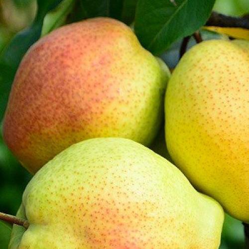 Саджанець Груша Киргизька зимовий сорт пізній термін дозрівання (40016)