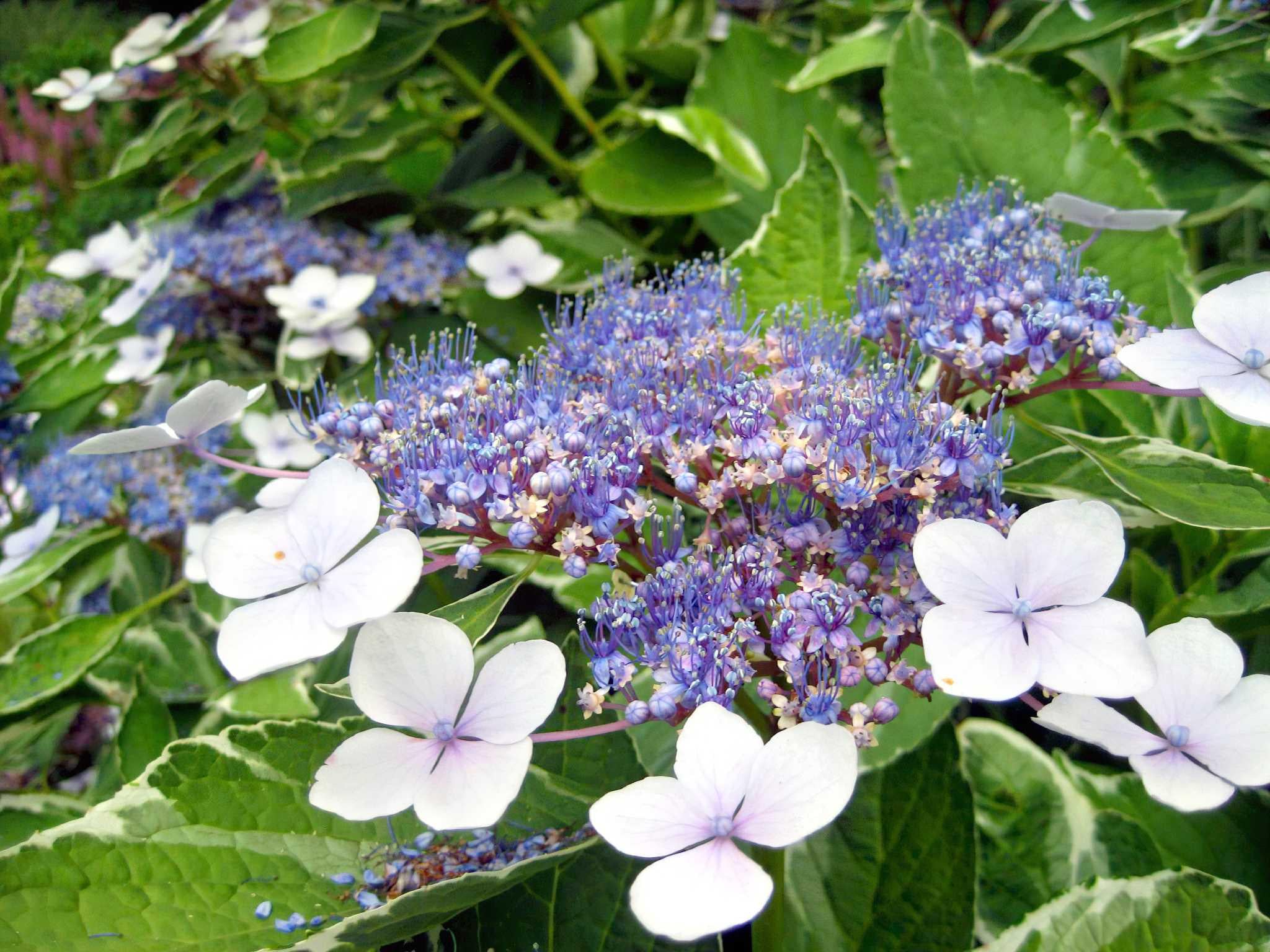 Гортензія крупнолиста Марієсі Варієгата Mariesii variegata 3 шт. (38289331)
