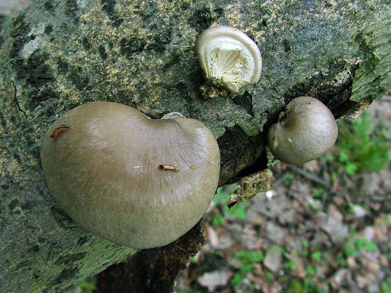 Міцелій на брусочках Гливи одиночної - фото 1