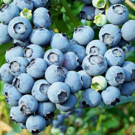 Саженец голубика Блю Голд поздняя морозостойкая трехлетняя С2 (1247943458) Саженец голубика Блю Голд поздняя морозостойкая трехлетняя С2 (1247943458)