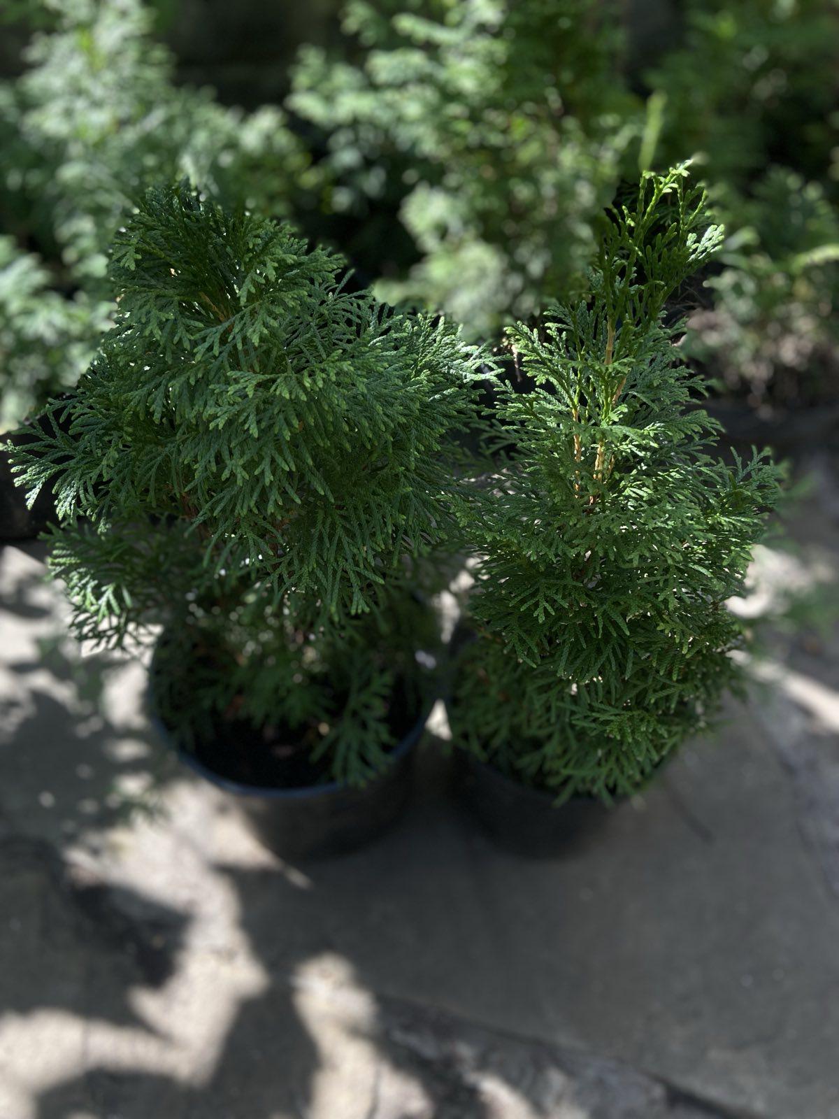 Рослина вулична Туя західна Смарагд 2-х років 2шт. (29174965)