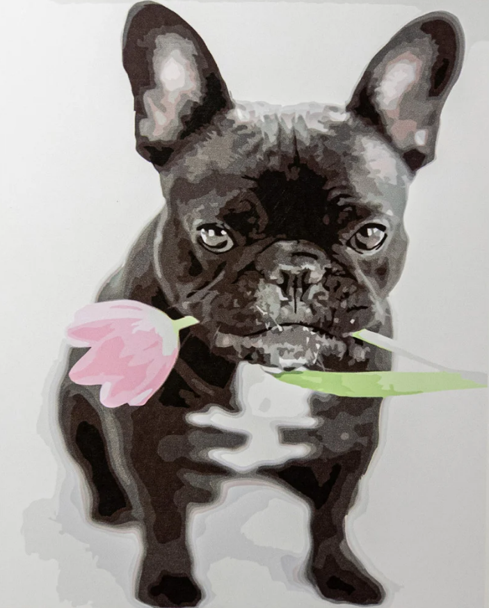 Картина по номерам Strateg Французский бульдог 40x50 см (VA-3364)