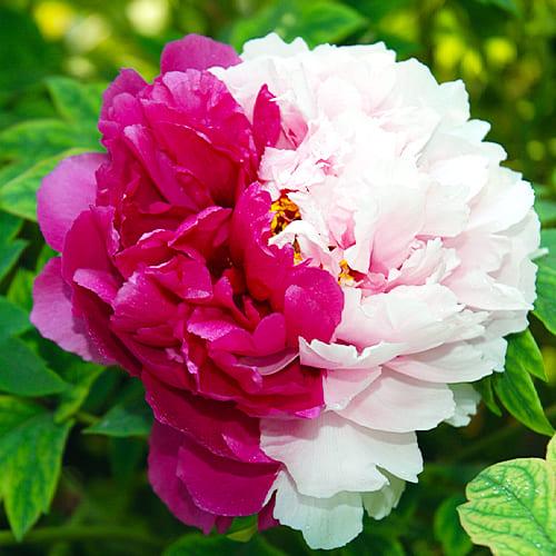 Пион Florium Twin Beauty Er Qiao древовидный (6467)