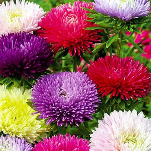 Семена Астра Florium смесь Розоподобная (12307) Семена Астра Florium смесь Розоподобная (12307)