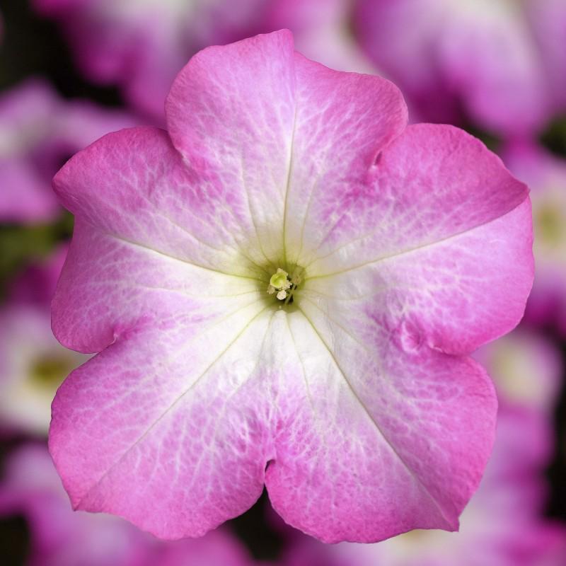 Семена Петуния Грандифлора Тритуния F1 Tritunia F1 Pink Morn ТД Гекса-Украина 02-01-432 500 шт. (IR003282)