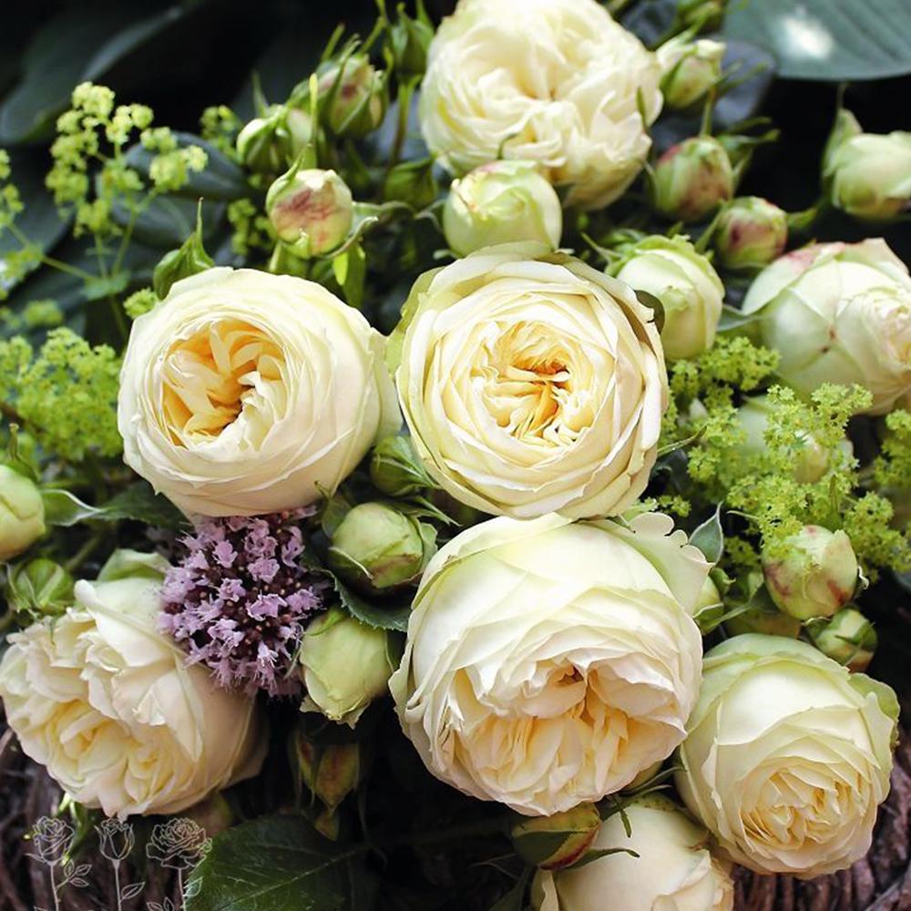 Саджанець англійських піоноподібних троянд Веддінг Піано (14965036)