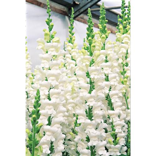 Семена цветов Львиный зев Overture II F1 White Syngenta 500 шт. (BN00103 2)
