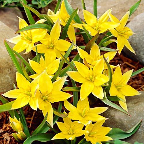 Тюльпан Florium Urumiensis (11148)