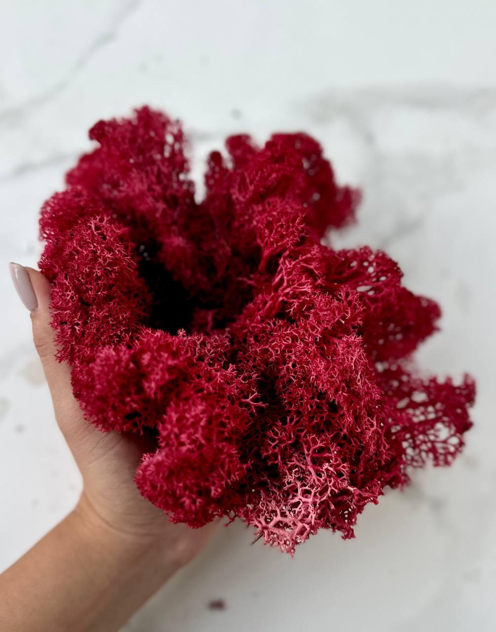 Стабилизированный мох Autumn (20698548) - фото 3 Стабилизированный мох Autumn (20698548) - фото 3