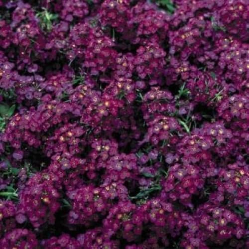 Семена цветов Алисум морской Wonderland Deep Purple Benary 10 шт. (BN01478-4)