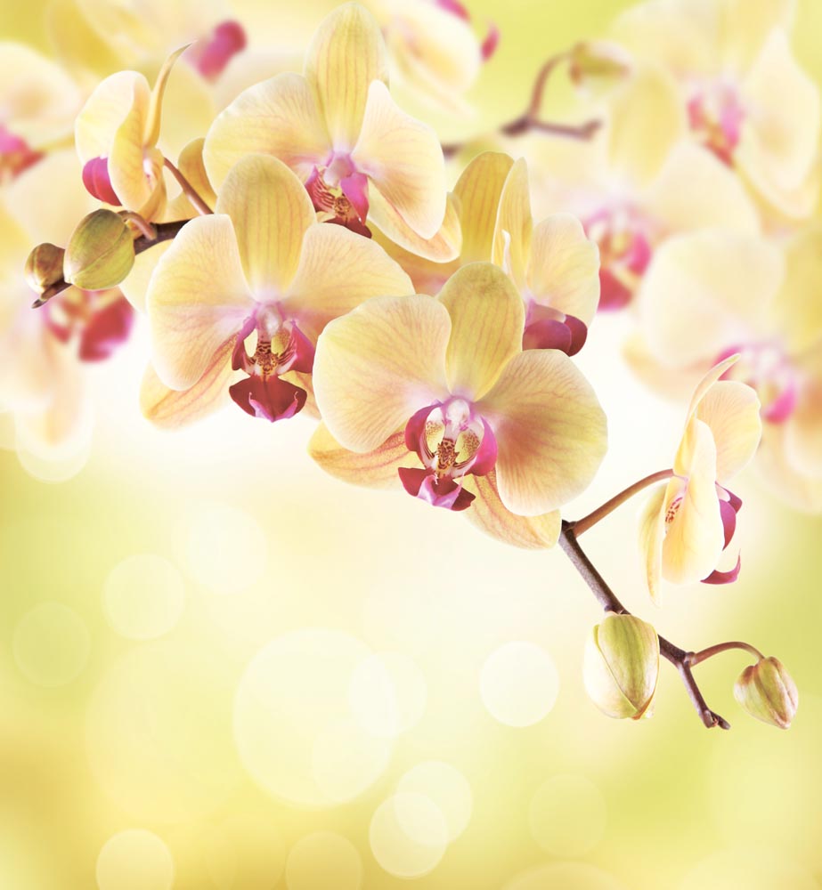 Фотообои WS Wallpaper Орхидеи над водой 240x260 см (181)