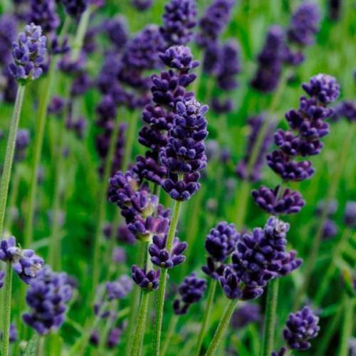 Семена цветов Лаванда узколистная Lavance Deep Purple Kieft Seed 1000 шт. (BN10170)