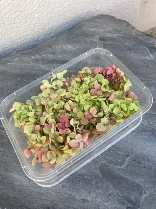 Стабилизированная гортензия 10 г Зеленый с розовым Стабилизированная гортензия 10 г Зеленый с розовым