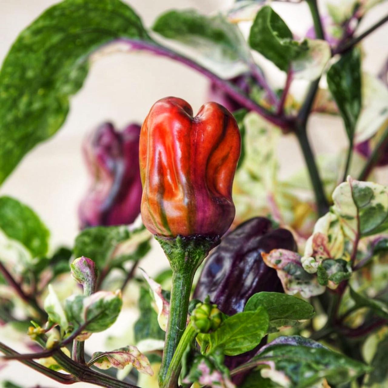 Семена Scarlett Variegated Capsicum annuum Перец острый 5 шт. (2462314456) - фото 2 Семена Scarlett Variegated Capsicum annuum Перец острый 5 шт. (2462314456) - фото 2
