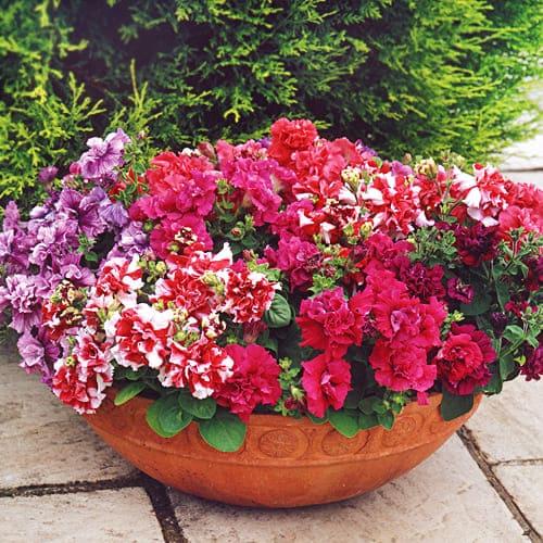 Семена Петуния Florium Чудесная F1 смесь (10212)