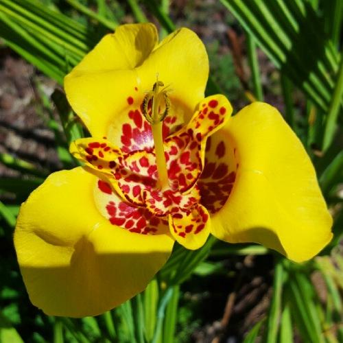 Тигридия Florium Aurea (4449) - фото 2