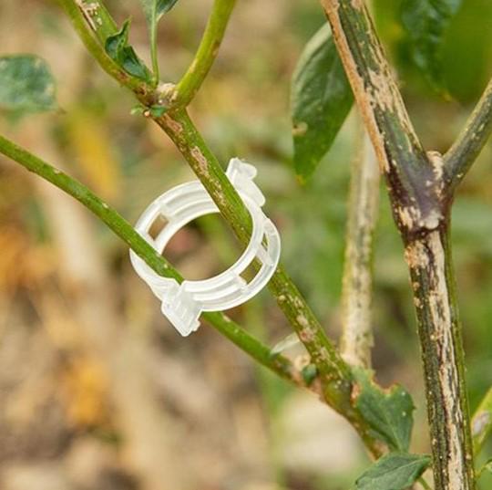 Клипсы для подвязки растений и винограда держатель томатов 25 мм 100 шт. (2104618523) - фото 5 Клипсы для подвязки растений и винограда держатель томатов 25 мм 100 шт. (2104618523) - фото 5