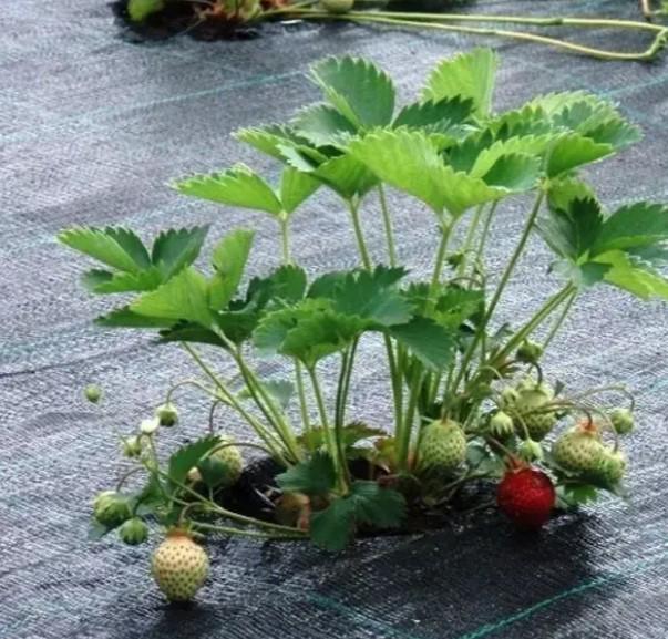 Агроволокно Shadow 100 г/м² 1,1x5 м (АГРП0001) - фото 2 Агроволокно Shadow 100 г/м² 1,1x5 м (АГРП0001) - фото 2