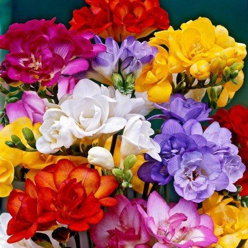 Фрезия Florium Махровые Микс (3397)