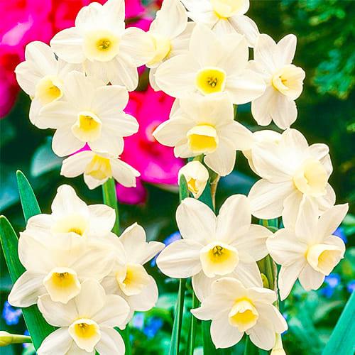 Нарцисс Florium таццета Silver Chimes (18668)