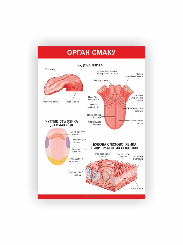 Плакат Vivay Орган вкуса 60х40 см (25825707)