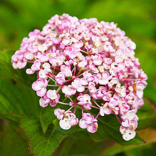 Гортензия Florium Ayesha (4065)