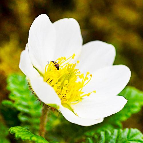Дриада Florium восьмилепестковая (18450)
