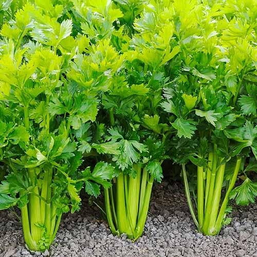 Семена Селера Florium листова (3416) - фото 2 Семена Селера Florium листова (3416) - фото 2