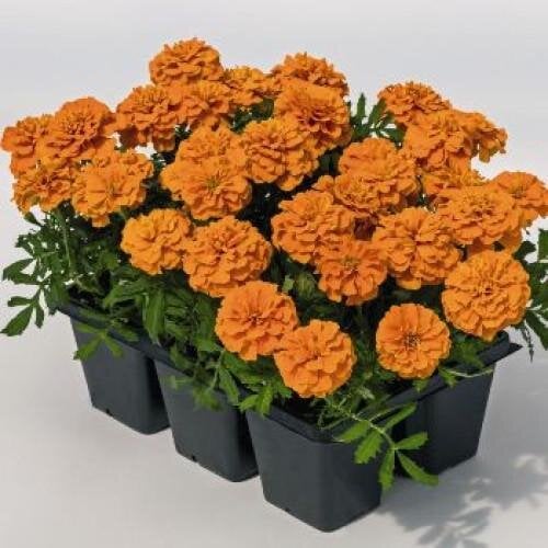 Семена цветов Бархатцы Super Hero Orange Benary 50 шт. (BN08518-4)