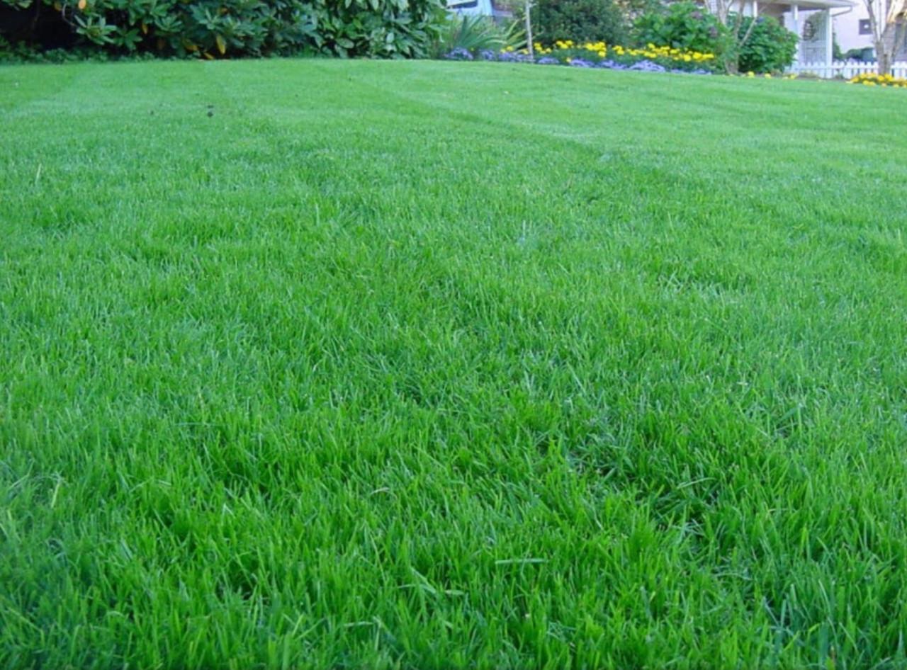 Семена для газона мятлик DSV Сорт Zeptor 1 кг - фото 3