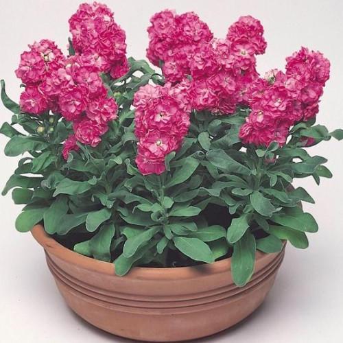Семена цветов Левкой низкий Cinderella Hot Pink Takii 1000 шт. (BN08895)