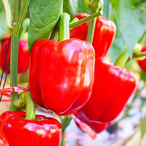 Семена Перець Florium Актер F1 (15897)