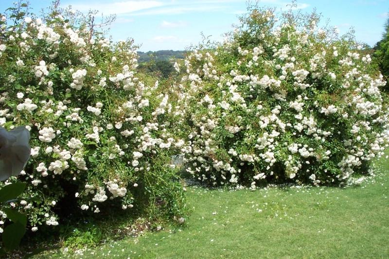 Троянда Velet Sea Foam Шраб в контейнері (2669431204) - фото 5 Троянда Velet Sea Foam Шраб в контейнері (2669431204) - фото 5