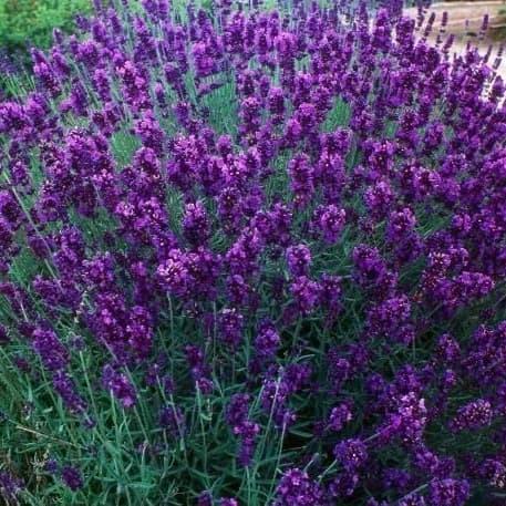 Саженцы лаванда Lavandula Platinum Nico в горшке 0,5 л