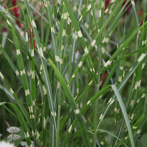 Мискантус Zebrinus (13108) - фото 2