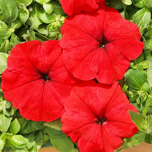 Семена Петуния Марика F1 красная Florium
