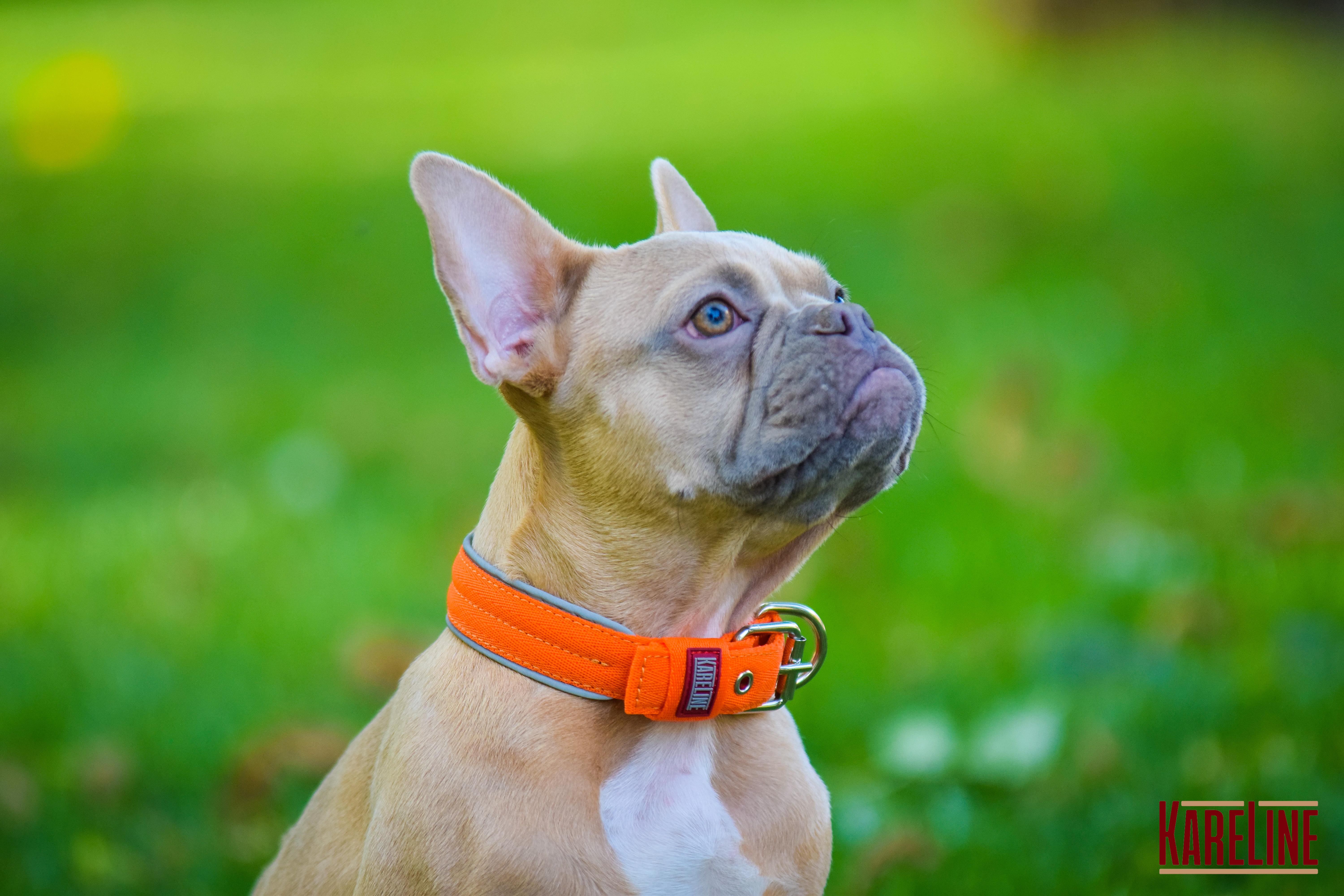 Ошейник KareLine усиленный нейлоновый со светоотражающим кантом 48 мм 380-460 мм Оранжевый (0955/11) - фото 3 Ошейник KareLine усиленный нейлоновый со светоотражающим кантом 48 мм 380-460 мм Оранжевый (0955/11) - фото 3