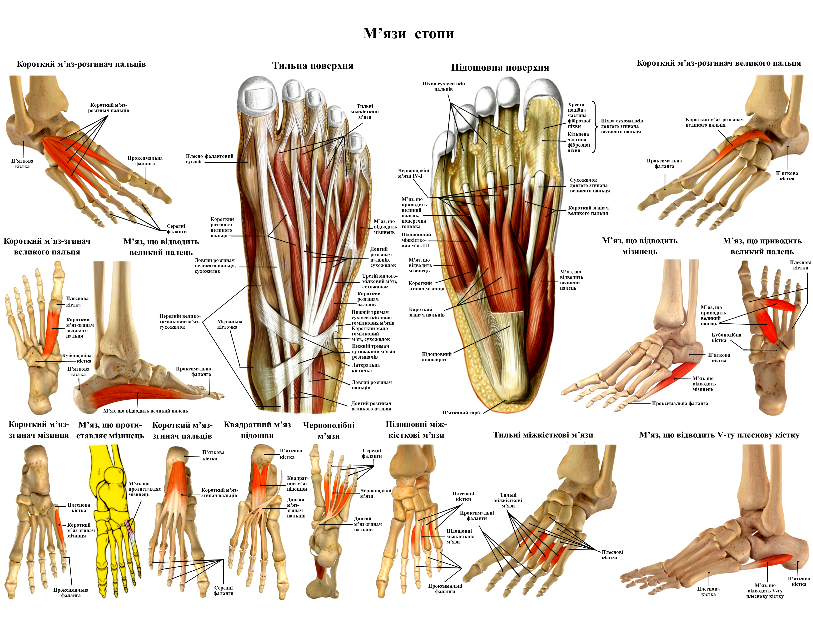 Плакат анатомічний М'язи стопи 52х67 см (0084)