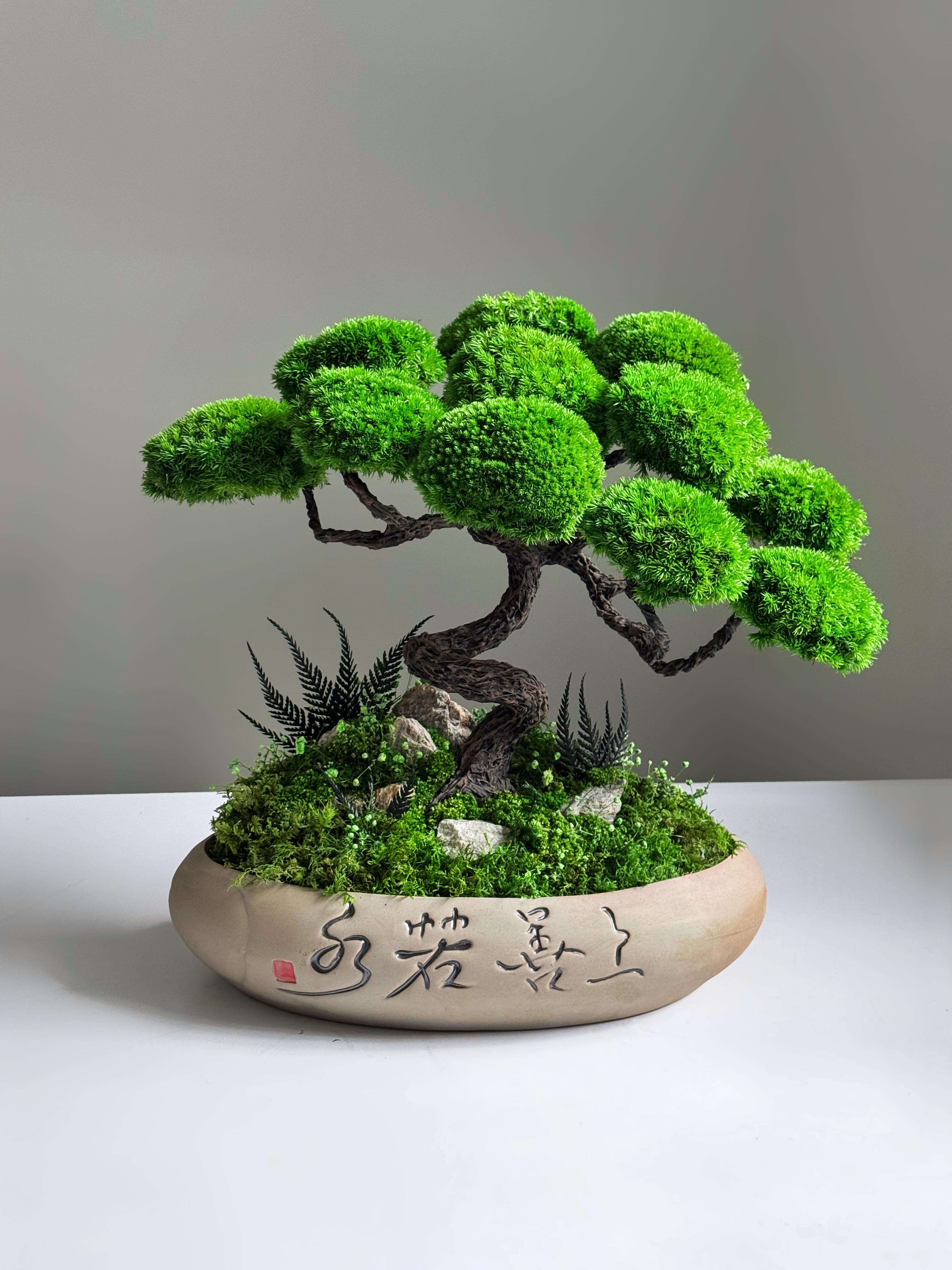 Бонсай стабілізований Самурай 31х32 см